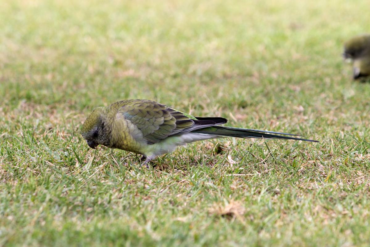 Red-rumped Parrot (Psephotus haematonotus)