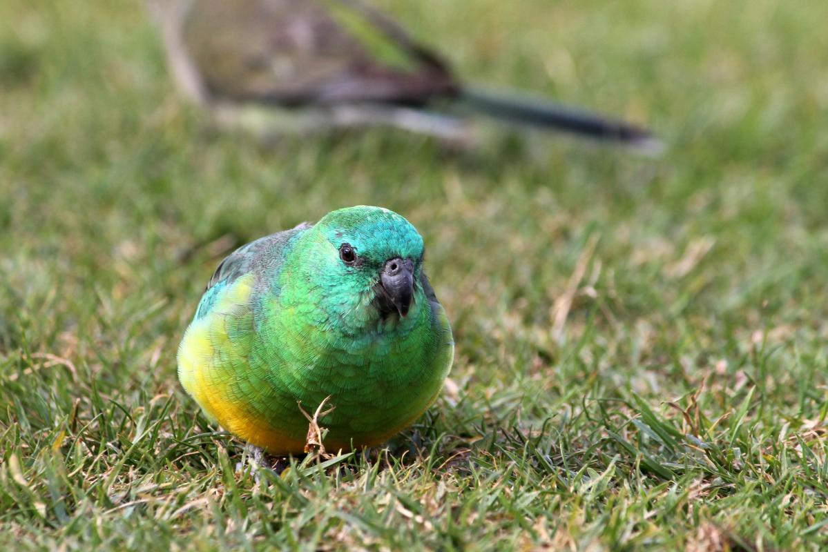 Red-rumped Parrot (Psephotus haematonotus)