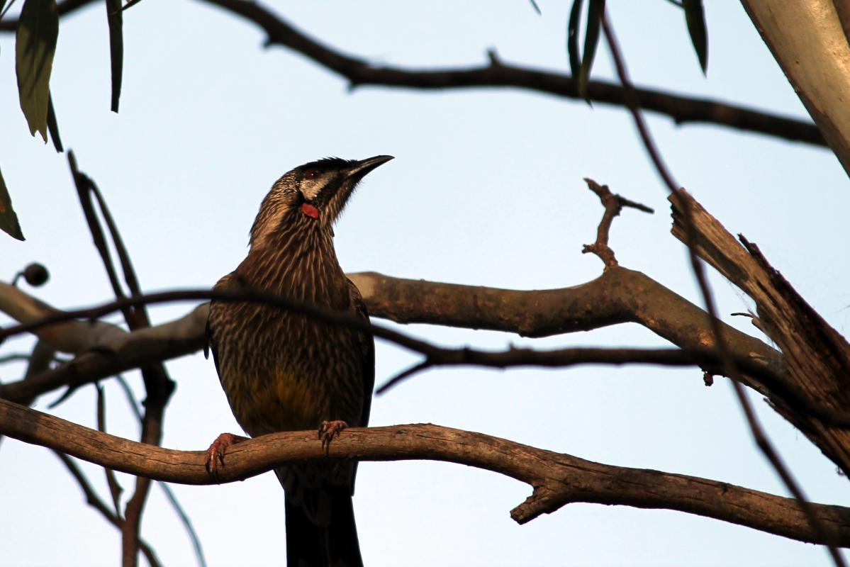 Red Wattlebird (Anthochaera carunculata)