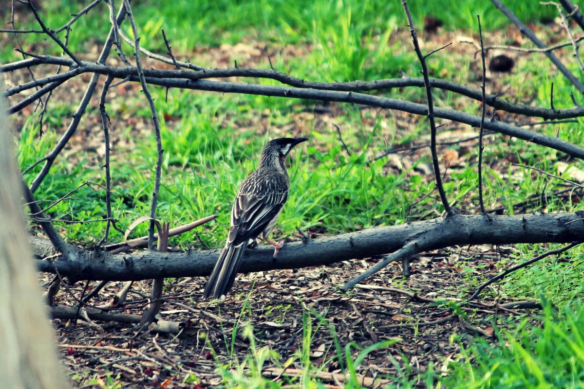 Red Wattlebird (Anthochaera carunculata)