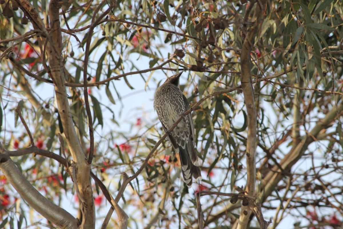 Red Wattlebird (Anthochaera carunculata)