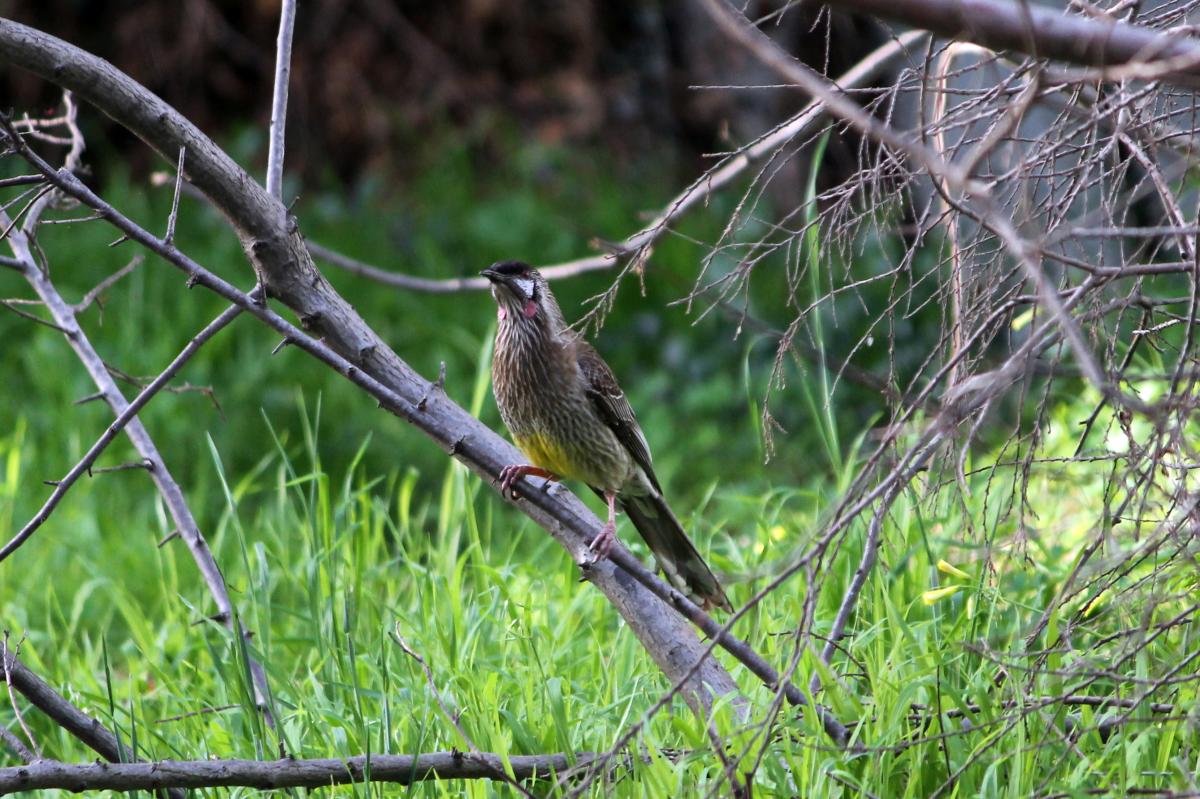 Red Wattlebird (Anthochaera carunculata)