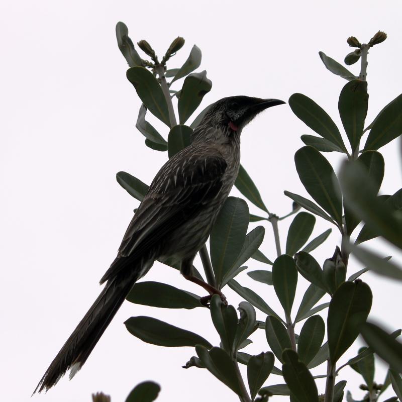 Red Wattlebird (Anthochaera carunculata)