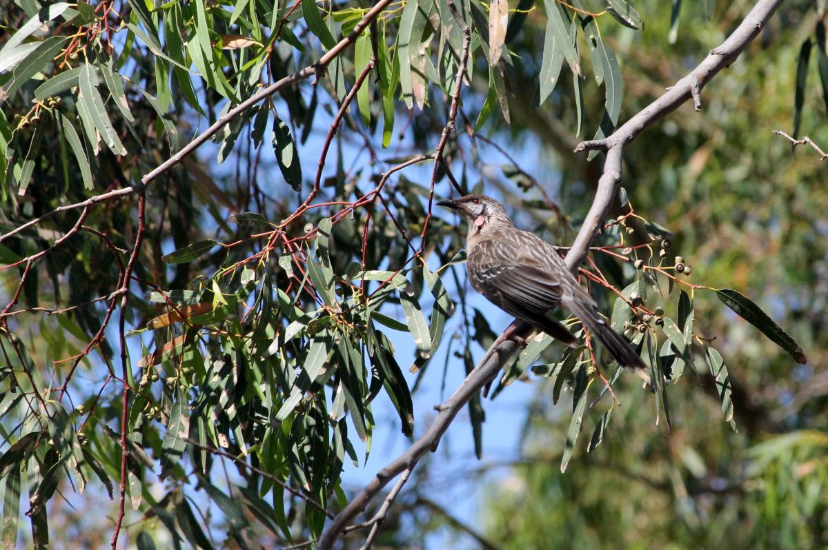 Red Wattlebird (Anthochaera carunculata)