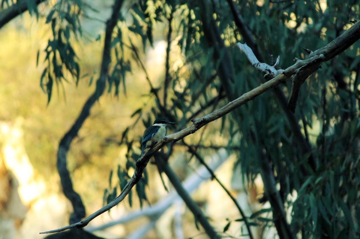 Sacred Kingfisher (Todiramphus sanctus)