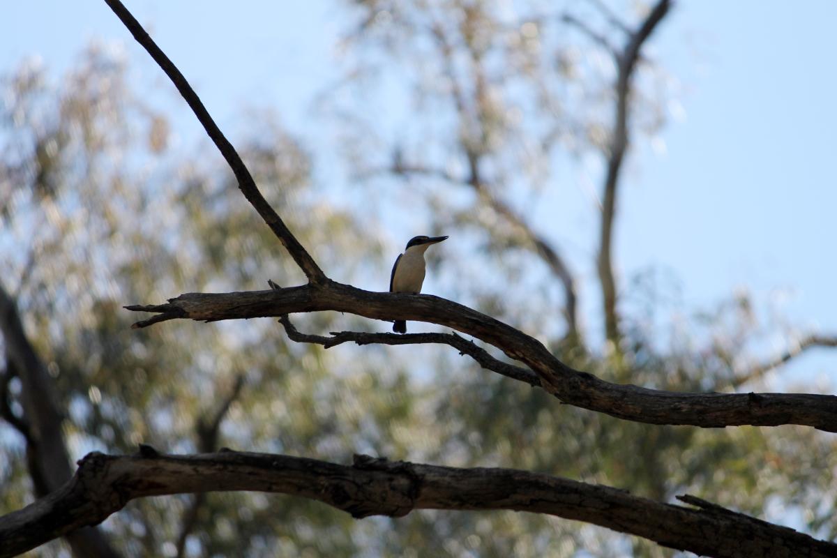 Sacred Kingfisher (Todiramphus sanctus)