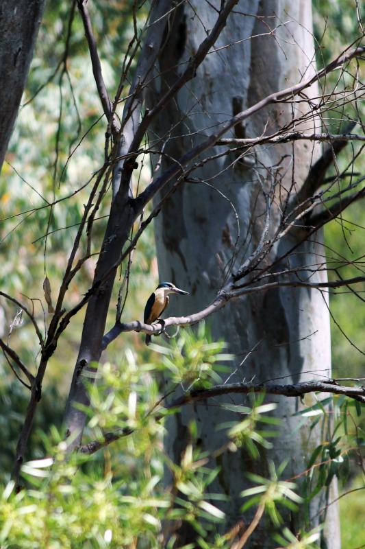 Sacred Kingfisher (Todiramphus sanctus)