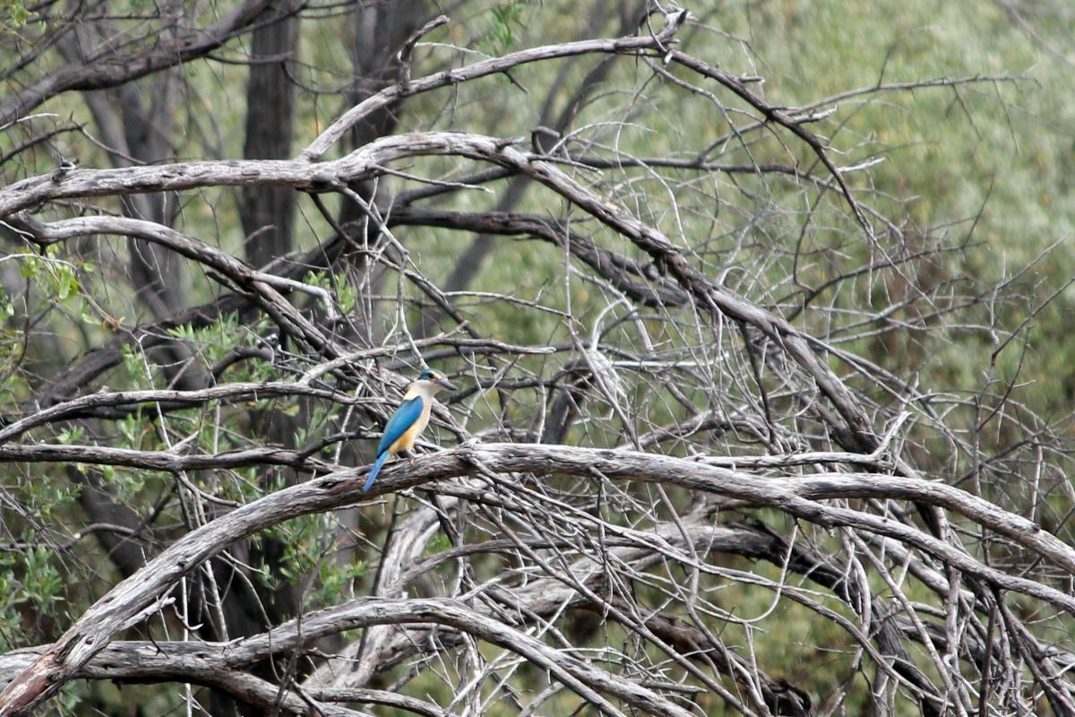 Sacred Kingfisher (Todiramphus sanctus)