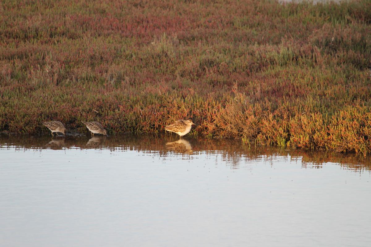 Sharp-tailed Sandpiper (Calidris acuminata)