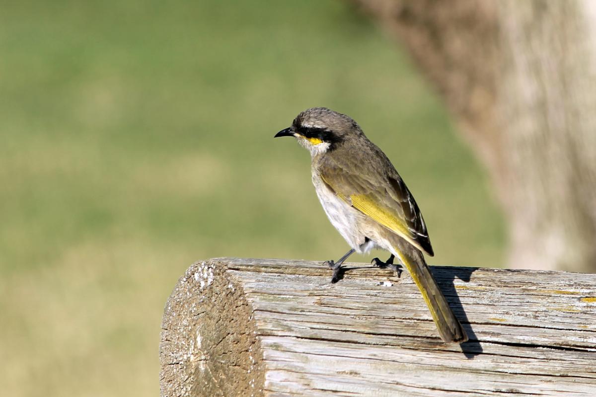 Singing Honeyeater (Lichenostomus virescens)