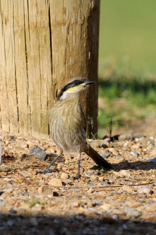 Singing Honeyeater (Lichenostomus virescens)