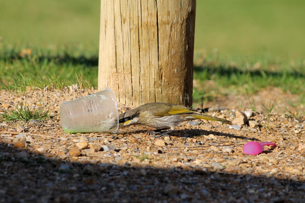 Singing Honeyeater (Lichenostomus virescens)