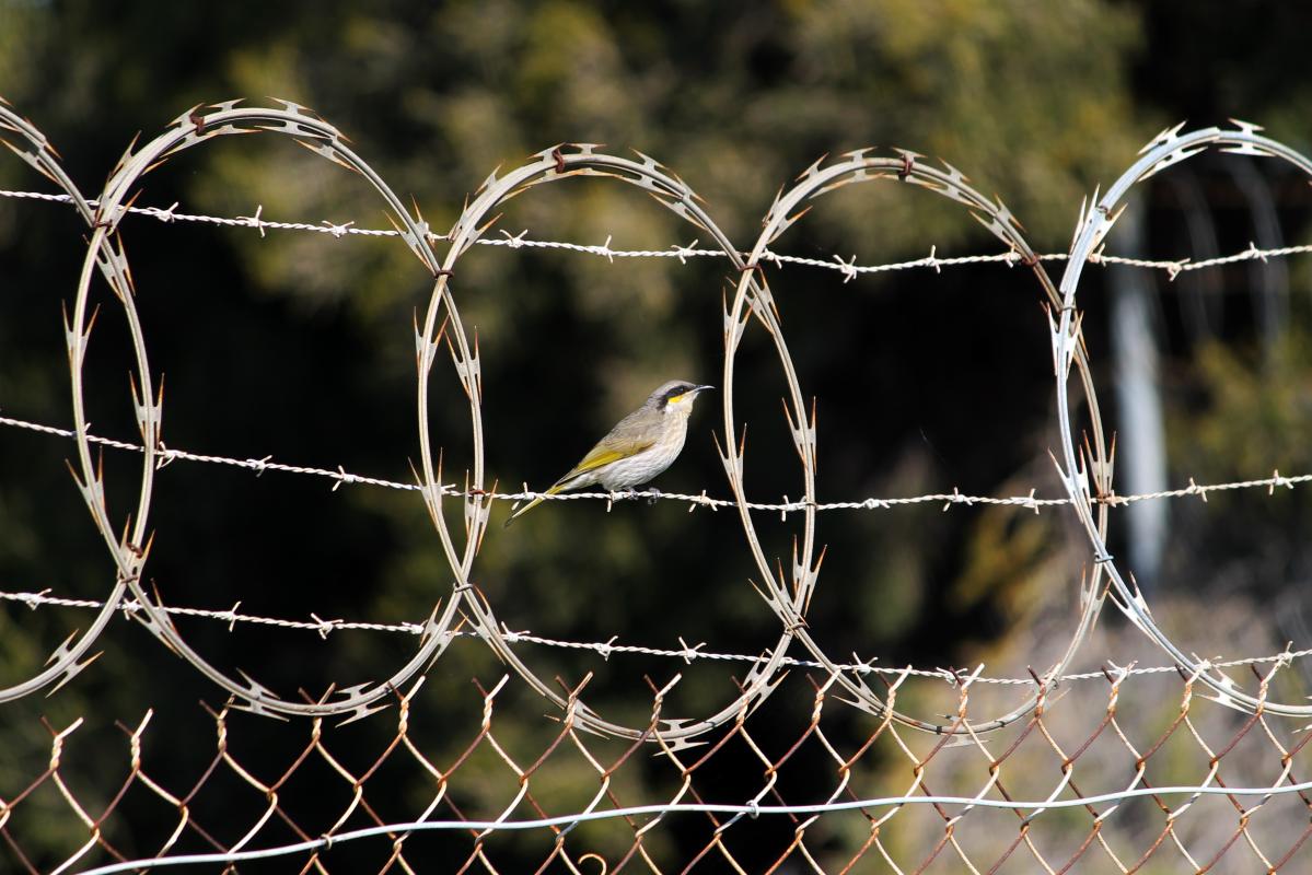 Singing Honeyeater (Lichenostomus virescens)