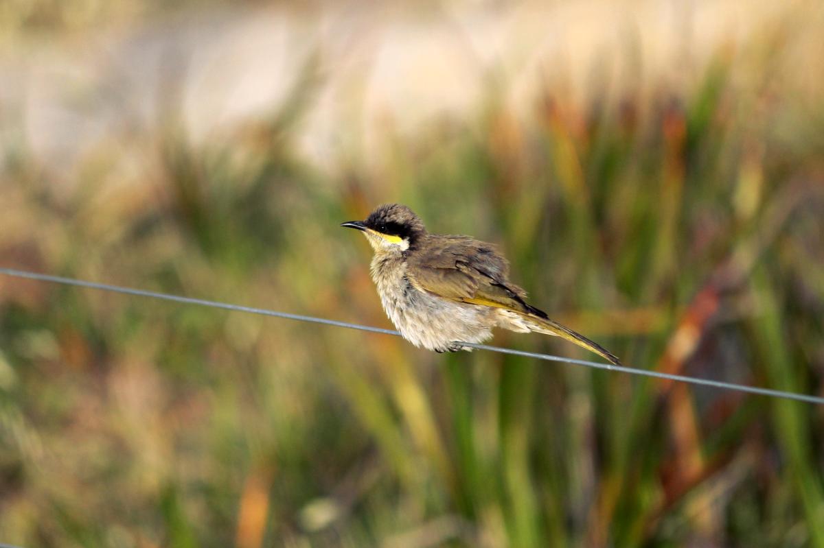 Singing Honeyeater (Lichenostomus virescens)