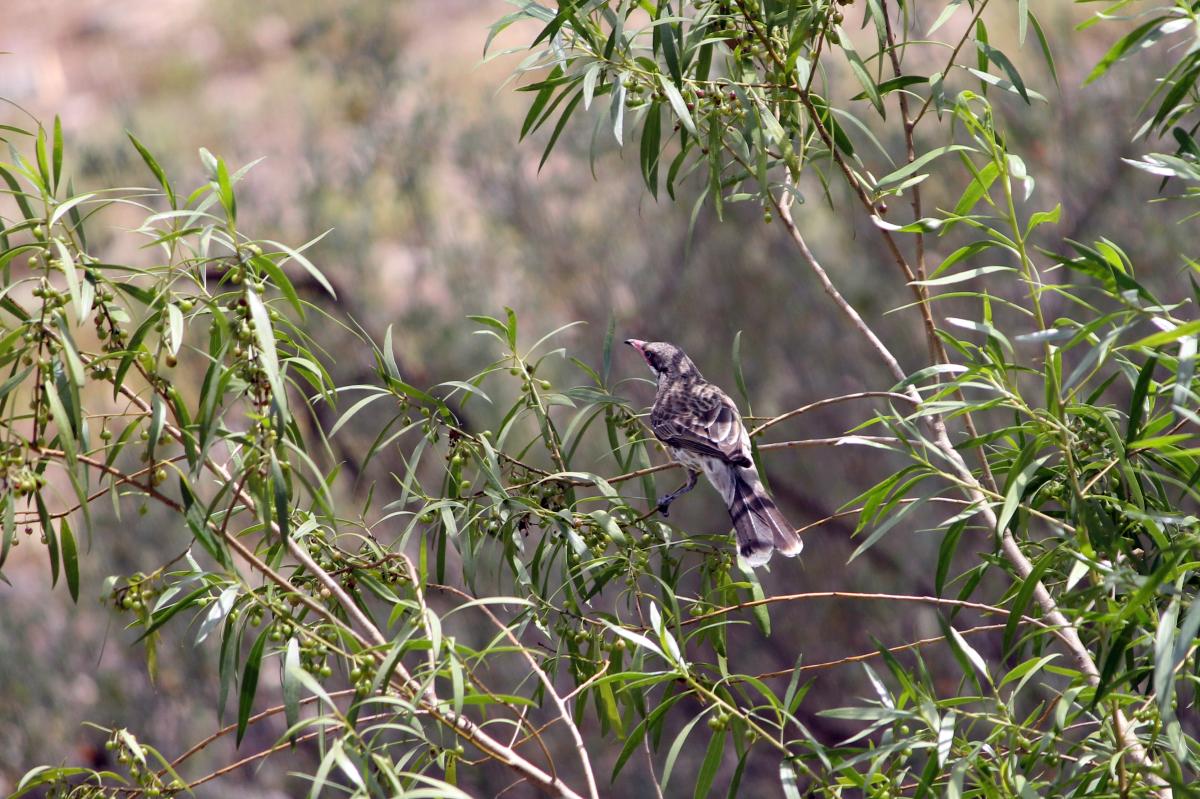 Spiny-cheeked Honeyeater (Acanthagenys rufogularis)