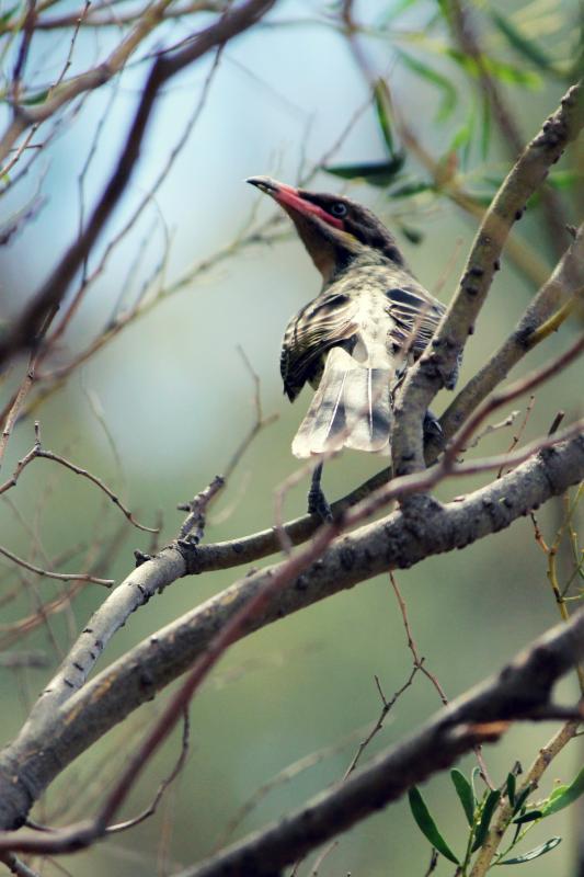 Spiny-cheeked Honeyeater (Acanthagenys rufogularis)