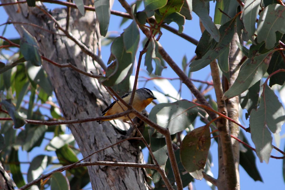 Yellow-rumped Pardalote (Pardalotus xanthopygus)