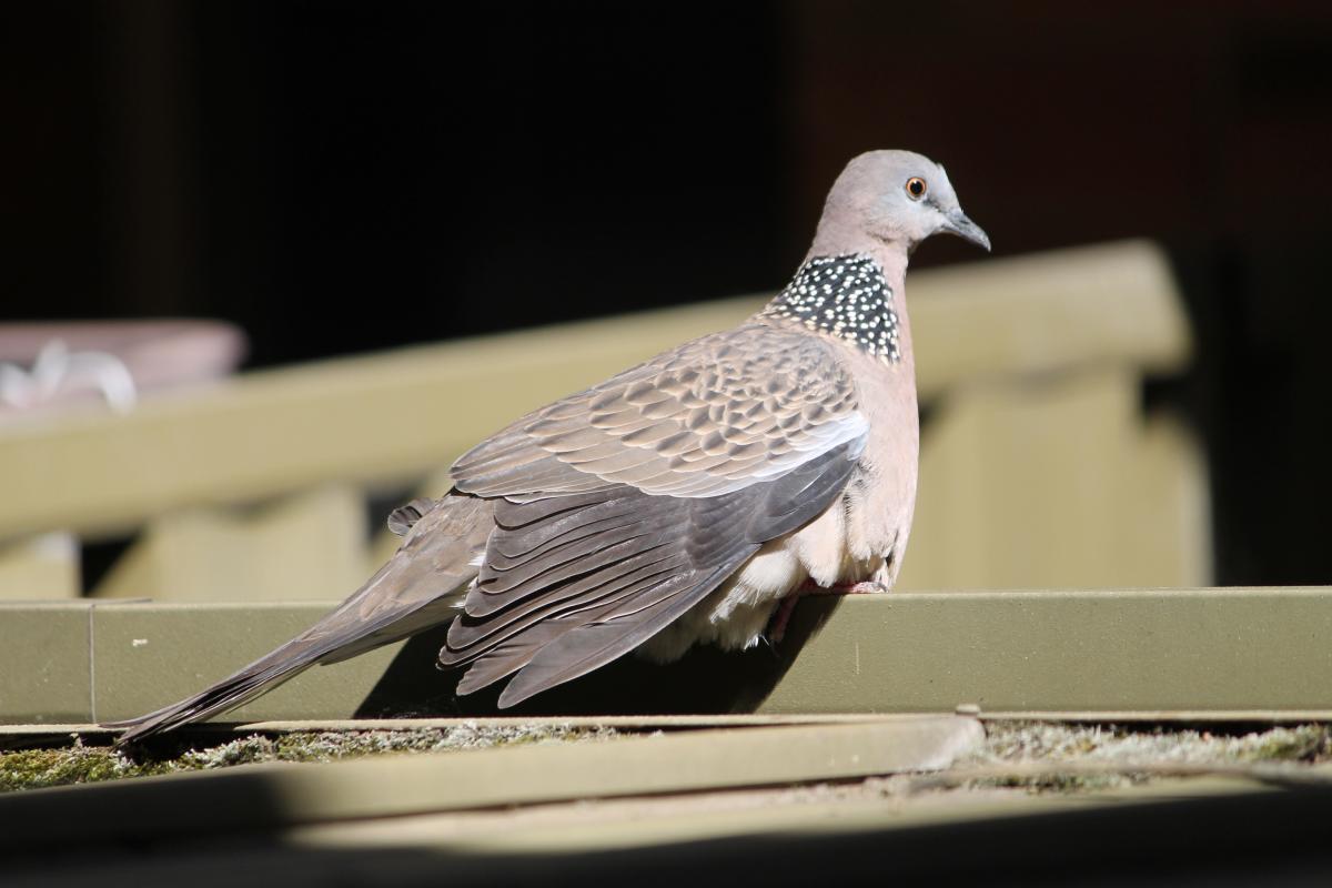 Spotted Dove (Spilopelia chinensis)