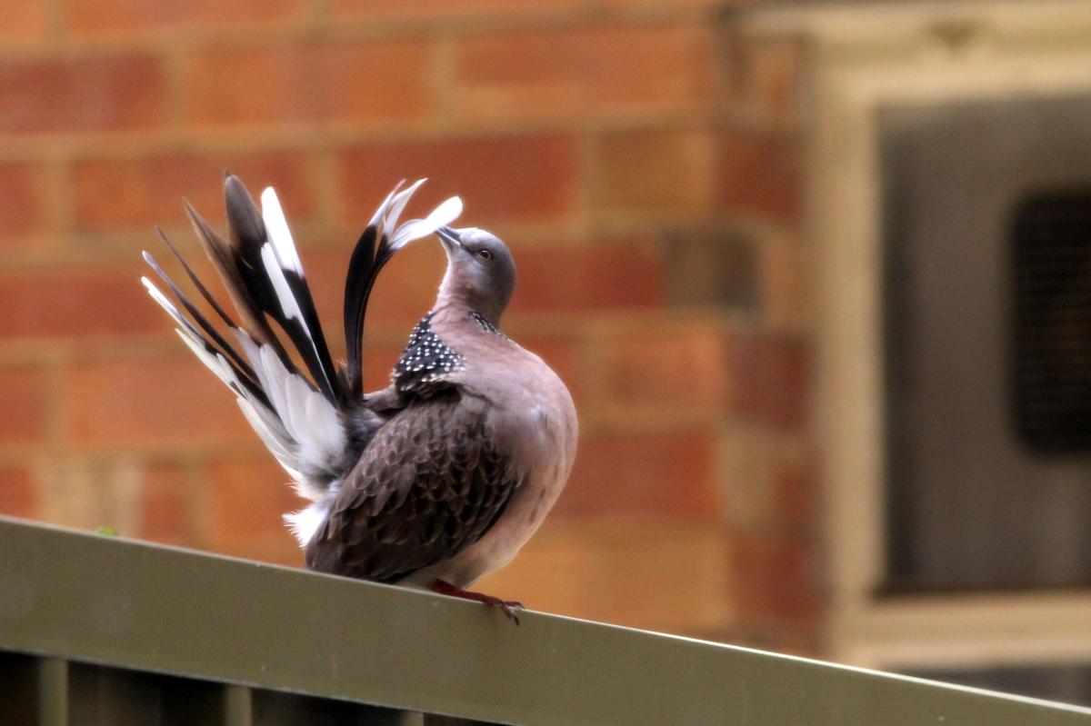 Spotted Dove (Spilopelia chinensis)