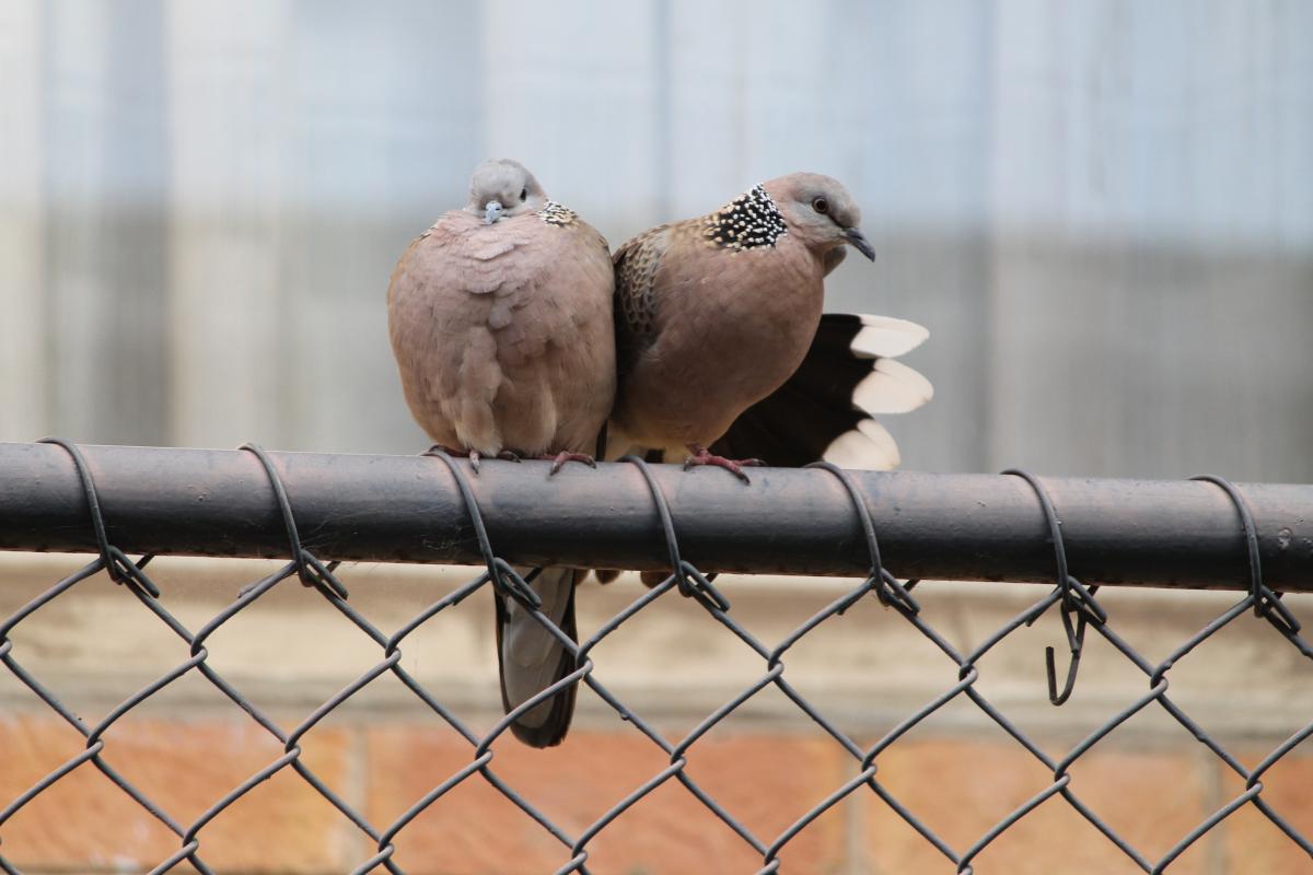 Spotted Dove (Spilopelia chinensis)