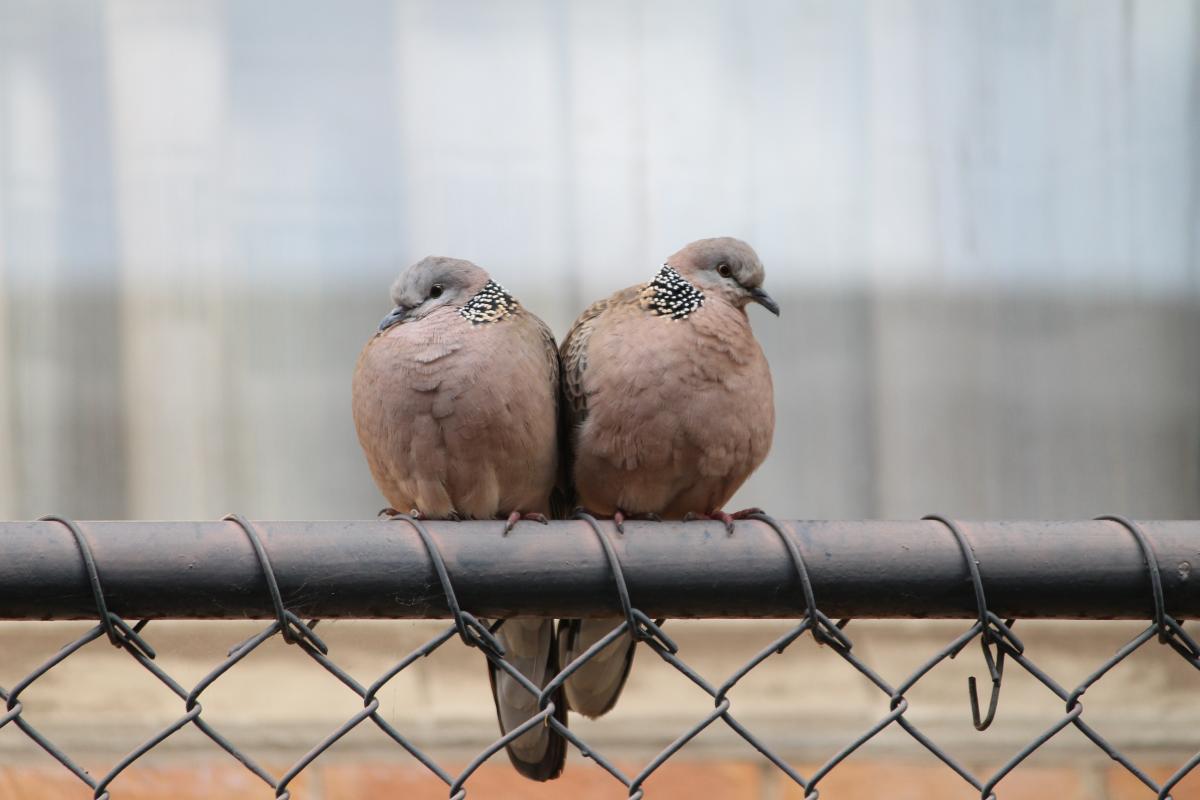 Spotted Dove (Spilopelia chinensis)