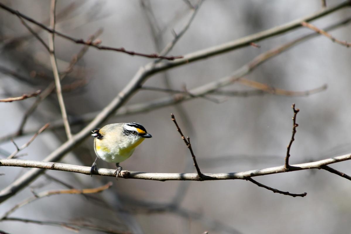 Striated Pardalote (Pardalotus striatus)