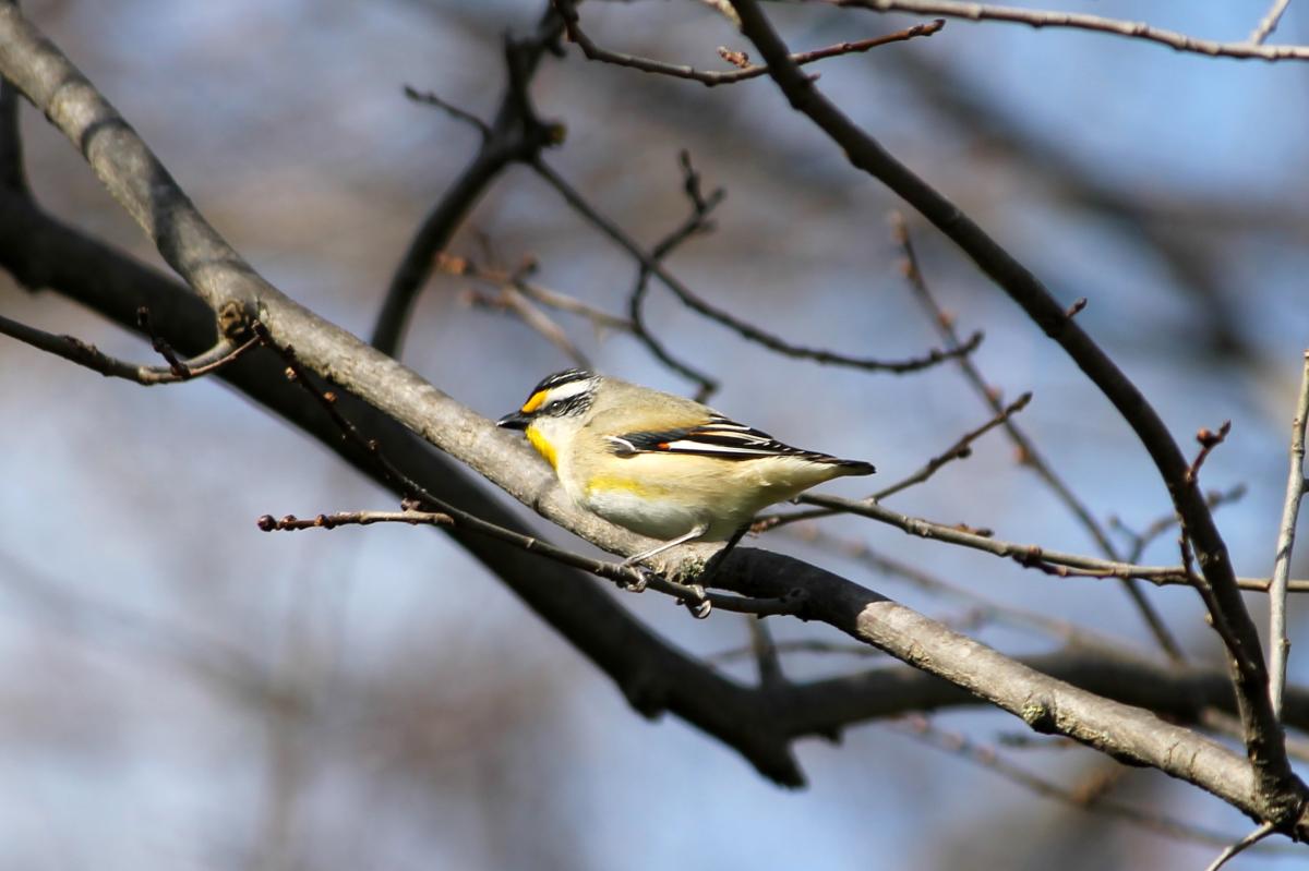 Striated Pardalote (Pardalotus striatus)