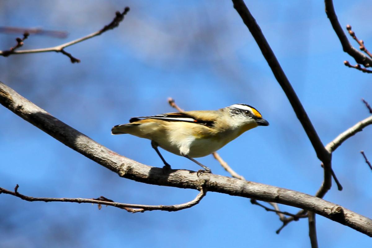 Striated Pardalote (Pardalotus striatus)