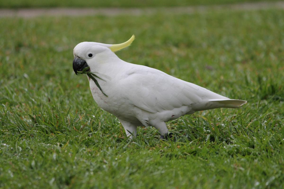 Sulphur-crested Cockatoo (Cacatua galerita)