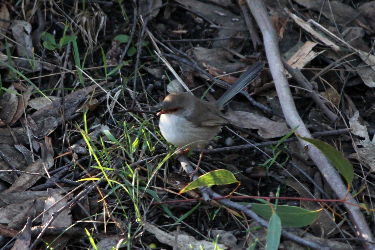 Superb Fairywren (Malurus cyaneus)