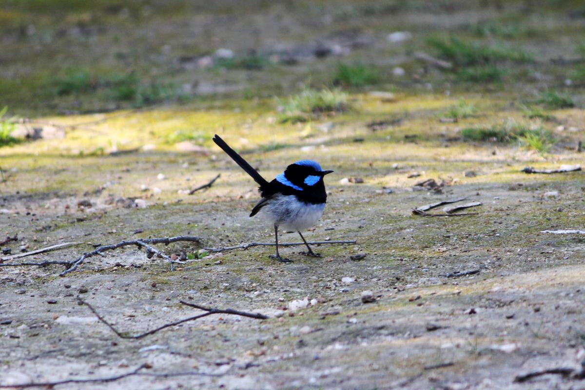 Superb Fairywren (Malurus cyaneus)