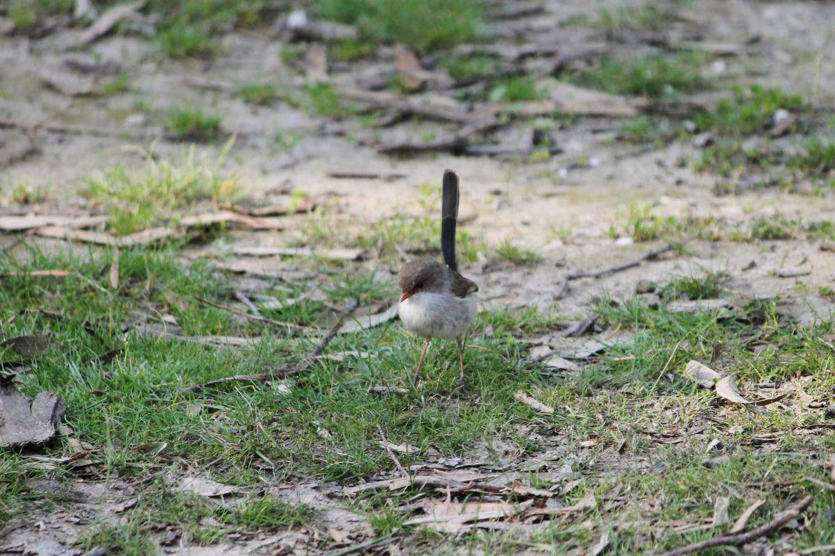 Superb Fairywren (Malurus cyaneus)