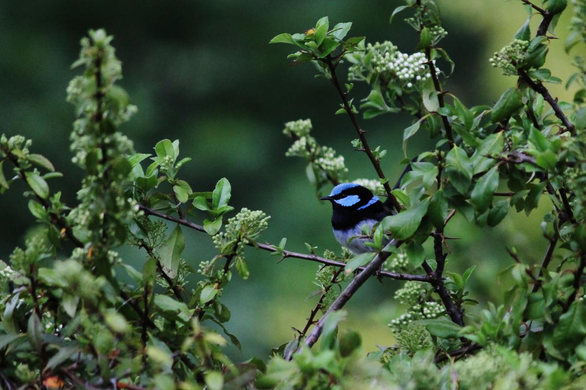 Superb Fairywren (Malurus cyaneus)