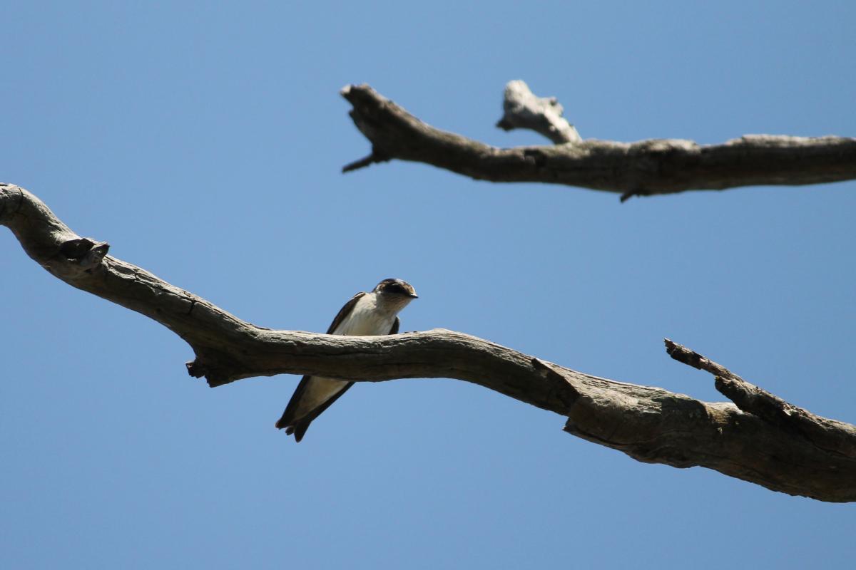 Tree Martin (Petrochelidon nigricans)