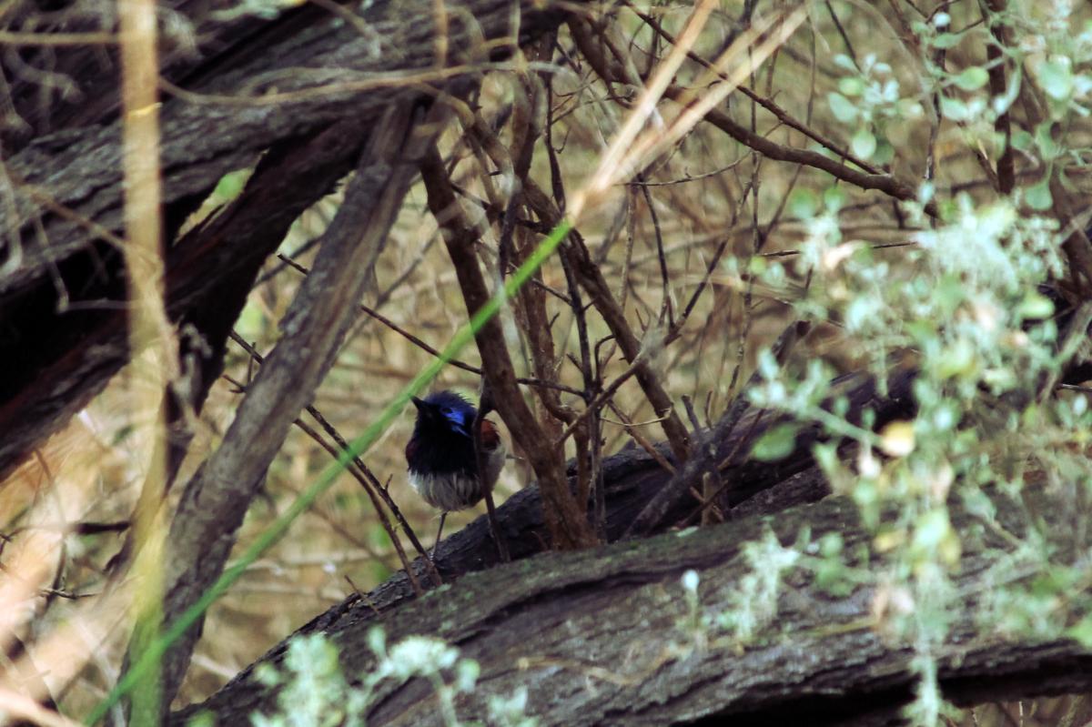 Variegated Fairywren (Malurus lamberti)