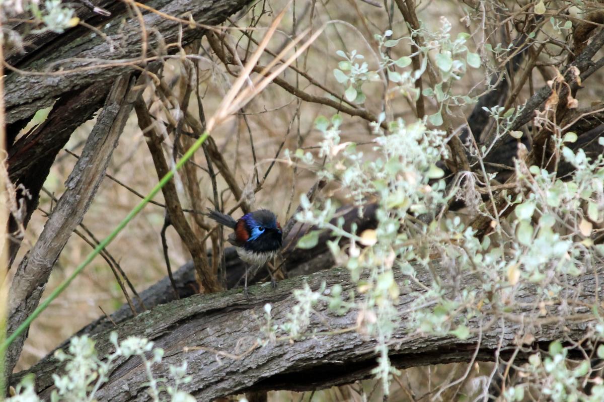 Variegated Fairywren (Malurus lamberti)