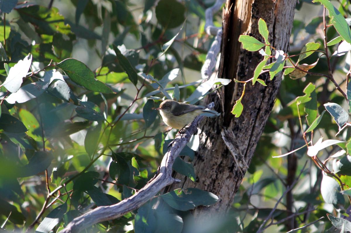 Weebill (Smicrornis brevirostris)