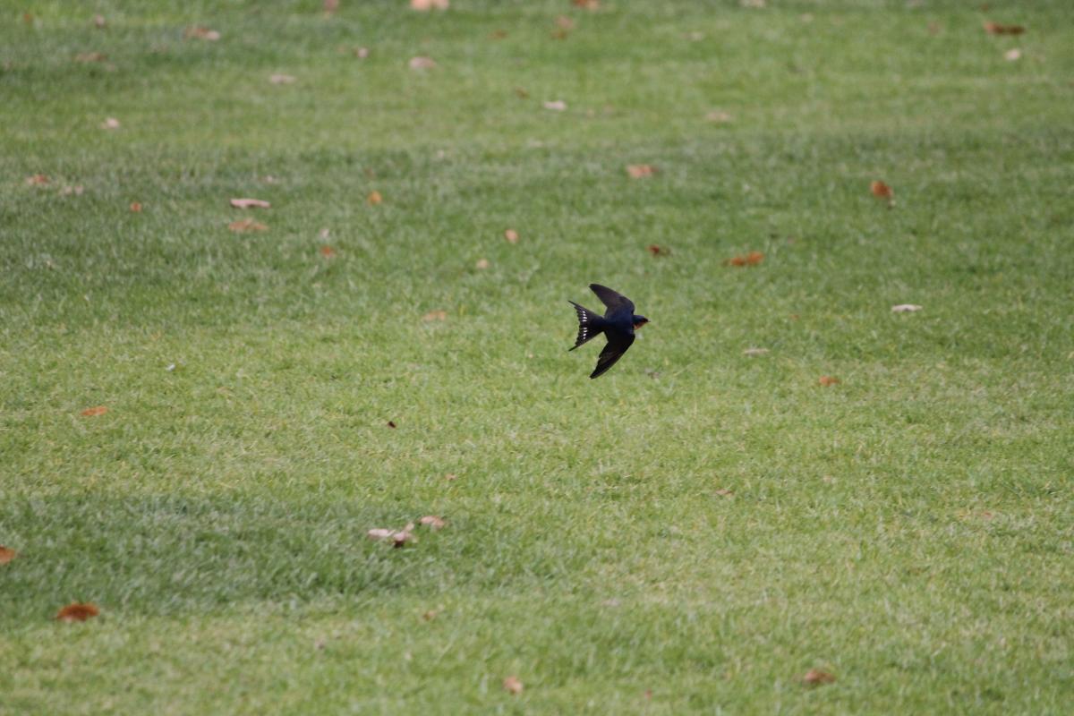 Welcome Swallow (Hirundo neoxena)