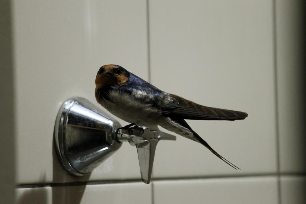 Welcome Swallow (Hirundo neoxena)