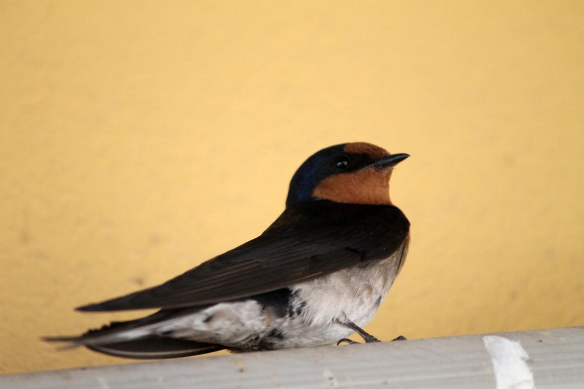 Welcome Swallow (Hirundo neoxena)