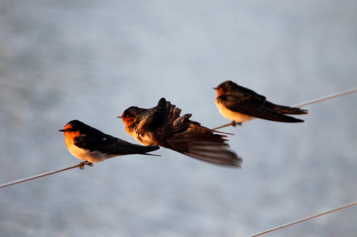 Welcome Swallow (Hirundo neoxena)