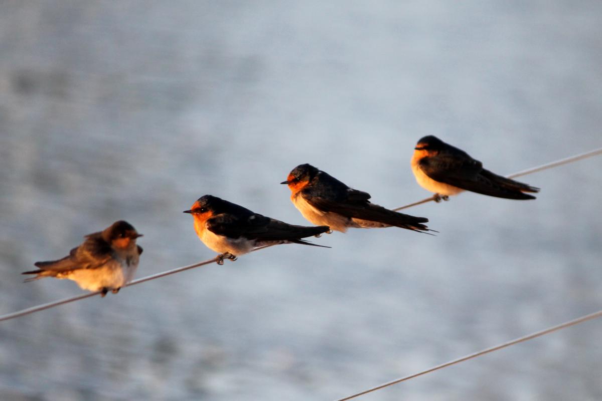 Welcome Swallow (Hirundo neoxena)