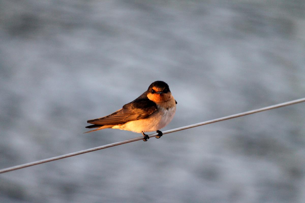 Welcome Swallow (Hirundo neoxena)