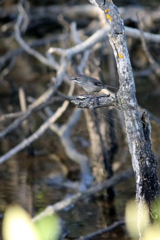 White-browed Scrubwren (Sericornis frontalis)