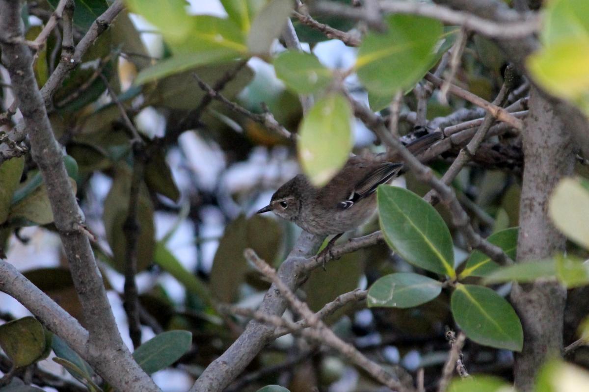 White-browed Scrubwren (Sericornis frontalis)