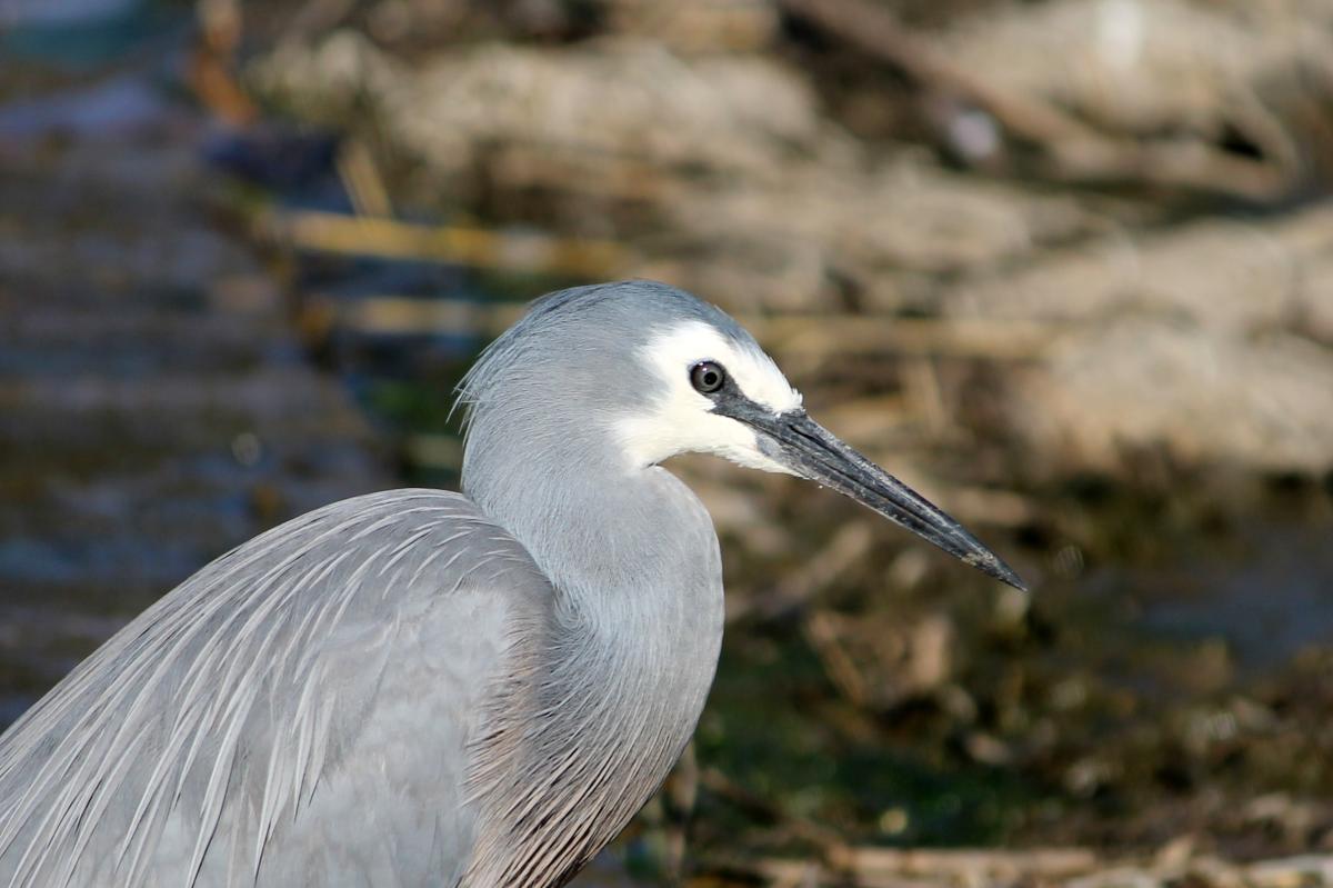 White-faced Heron (Egretta novaehollandiae)