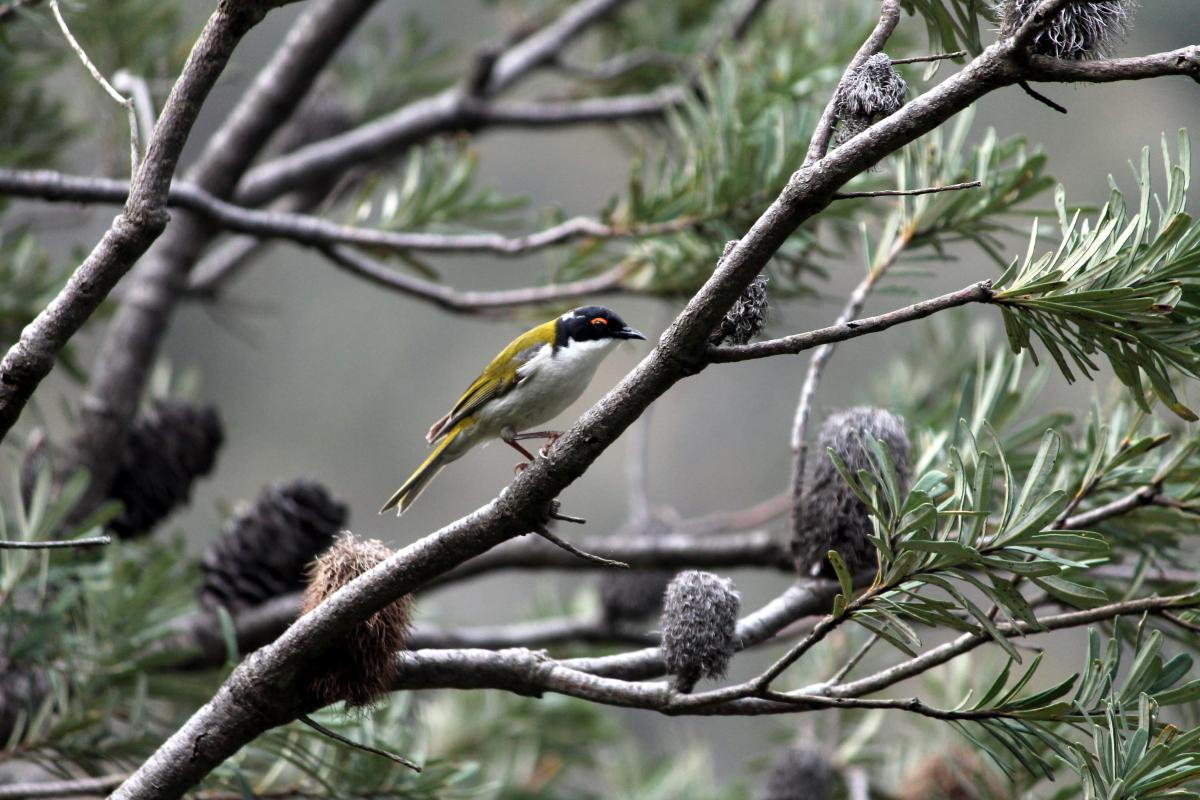 White-naped Honeyeater (Melithreptus lunatus)