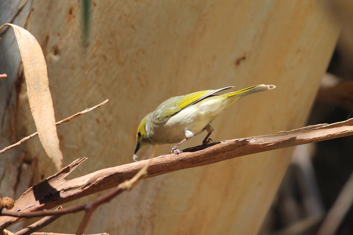 White-plumed Honeyeater (Lichenostomus penicillatus)