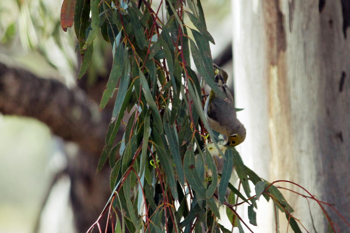 White-plumed Honeyeater (Lichenostomus penicillatus)