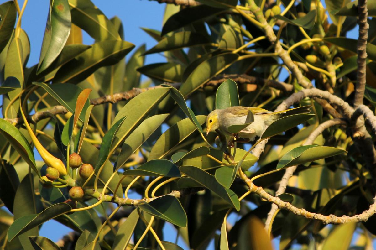 White-plumed Honeyeater (Lichenostomus penicillatus)